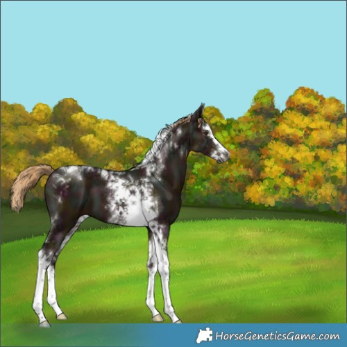 Horse Color:Gray Midnight Liver Red Dun Splash Tobiano 