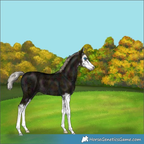 Horse Color:Gray White Spotted Midnight Liver Red Dun Ice Splash 
