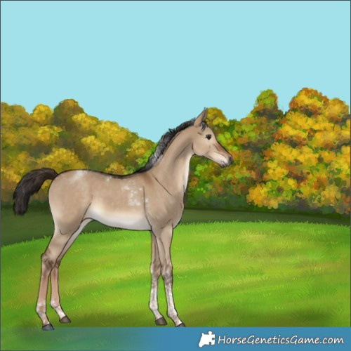 Horse Color:Gray Liver Red Dun Tobiano 