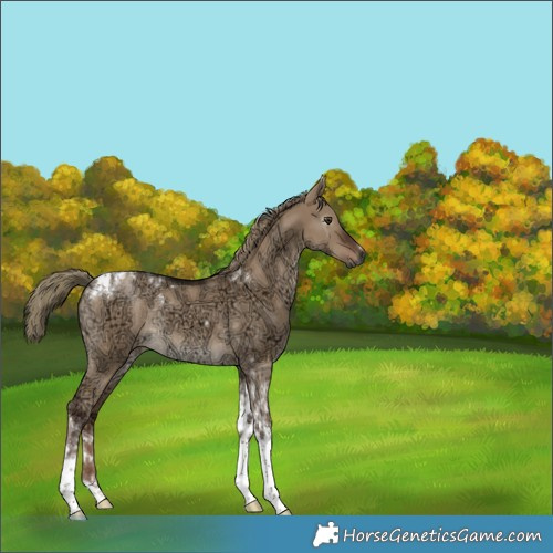 Horse Color:Gray Liver Red Dun Ice Mushroom Tobiano Rabicano 