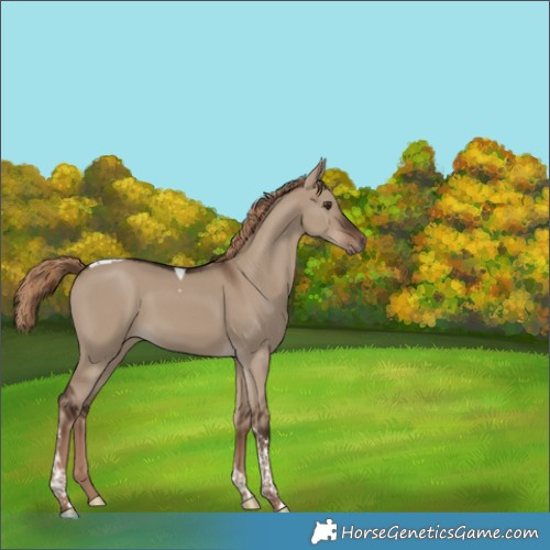 Horse Color:Liver Red Dun Tobiano Rabicano 