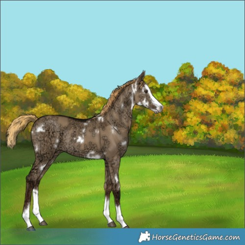 Horse Color:Gray White Spotted Liver Red Dun Ice Splash Rabicano 