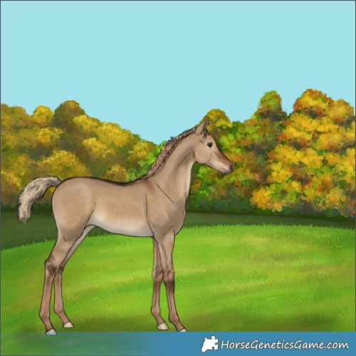 Horse Color:Gray White Spotted Liver Red Dun 