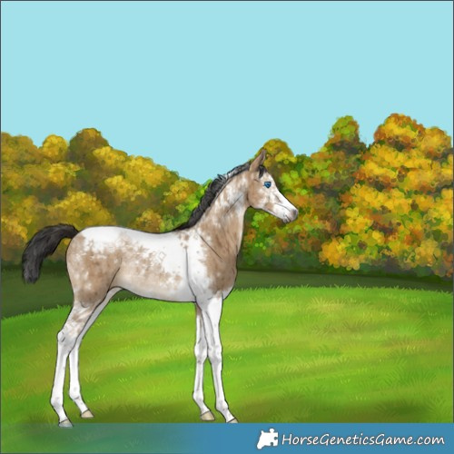 Horse Color:Gray Liver Red Dun Splash Tobiano Rabicano Brindle 