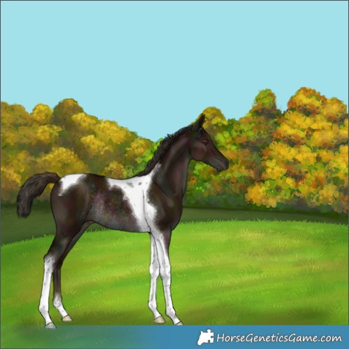 Horse Color:Gray Midnight Liver Red Dun Tobiano Rabicano 