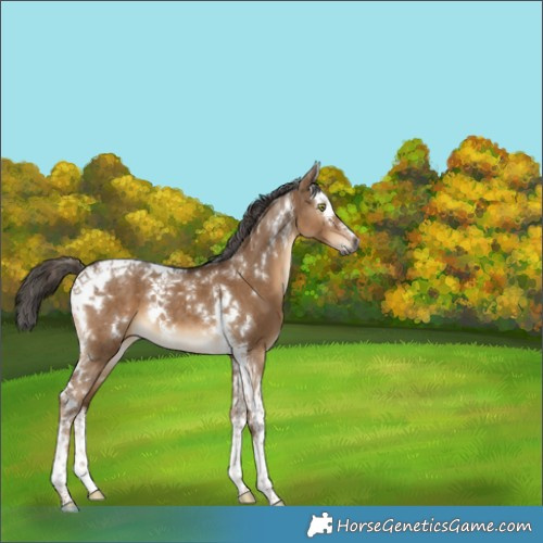 Horse Color:Gray White Spotted Liver Red Dun Splash Tobiano 