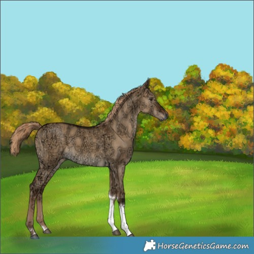 Horse Color:Gray Liver Red Dun Ice Tobiano Brindle 