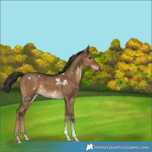 Horse Color:Gray White Spotted Liver Red Dun Tobiano Brindle 