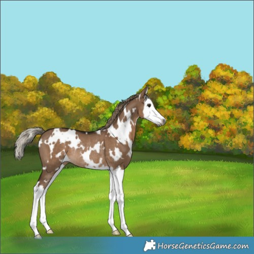 Horse Color:Gray White Spotted Liver Red Dun Mushroom Splash Rabicano 
