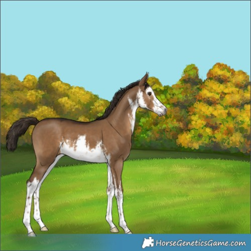 Horse Color:Gray White Spotted Liver Red Dun 