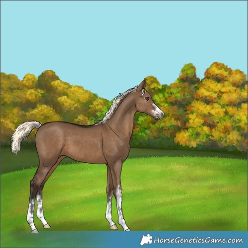 Horse Color:Gray White Spotted Liver Red Dun Mushroom 