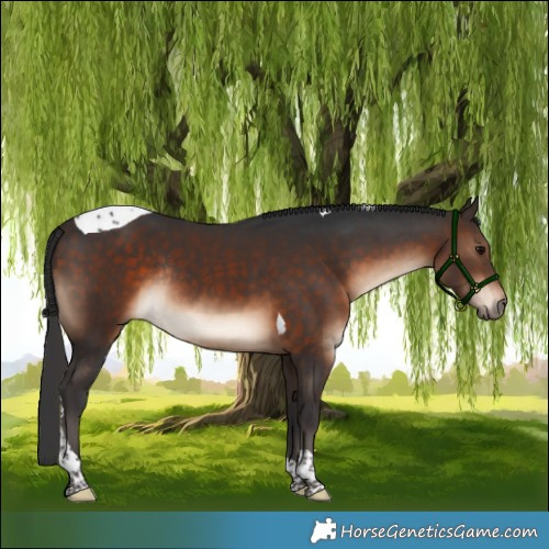 Horse Color:Bay Tobiano Rabicano