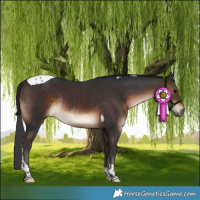 Horse Color:Bay Tobiano Rabicano