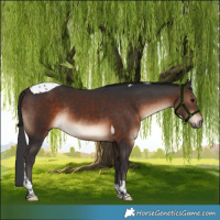 Horse Color:Bay Tobiano Rabicano 
