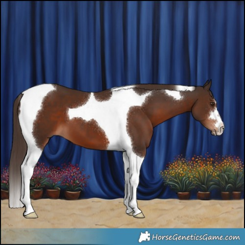 Horse Color:Liver Chestnut Tobiano 