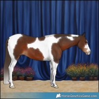 Horse Color:Liver Chestnut Tobiano 
