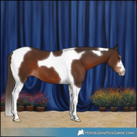 Horse Color:Liver Chestnut Tobiano 