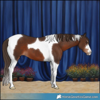 Horse Color:Liver Chestnut Tobiano