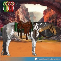 Horse Color:White Spotted Buckskin Tobiano 