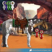 Horse Color:White Spotted Buckskin Tobiano