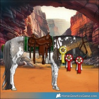 Horse Color:White Spotted Buckskin Tobiano