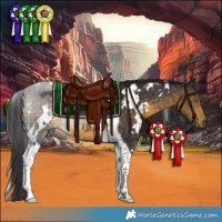 Horse Color:White Spotted Buckskin Tobiano 