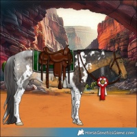 Horse Color:White Spotted Buckskin Tobiano 