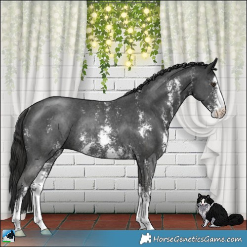 Horse Color:Liver Chestnut Sabino Rabicano