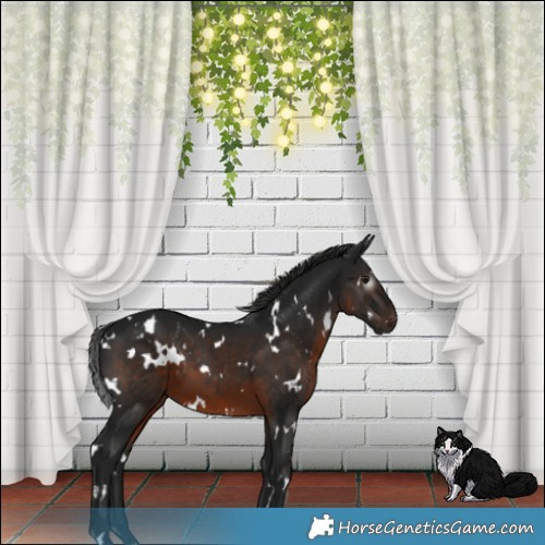 Horse Color:Gray White Spotted Brown 