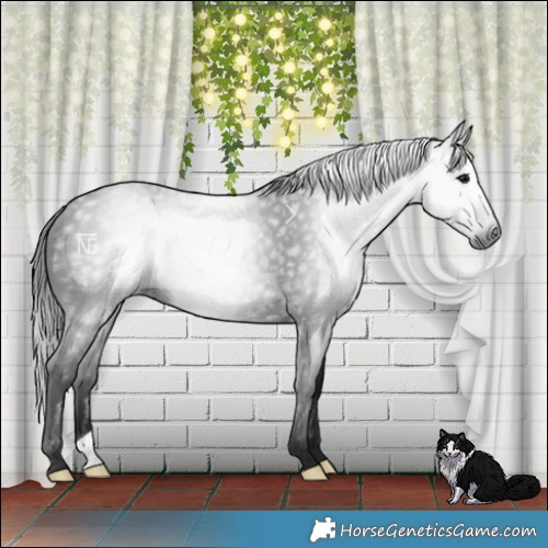 Horse Color:Gray Brown