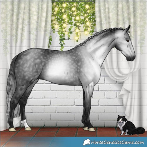 Horse Color:Gray Brown