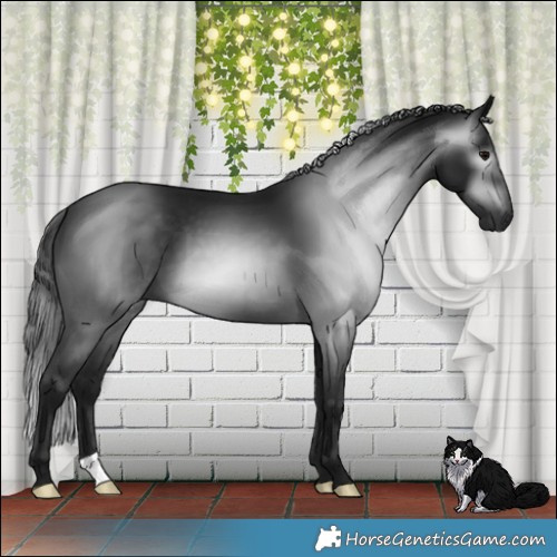 Horse Color:Gray Brown 