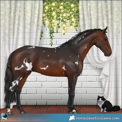 Horse Color:White Spotted Bay 