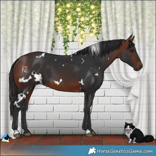 Horse Color:White Spotted Bay