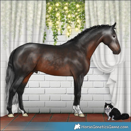 Horse Color:Gray Brown Mushroom 