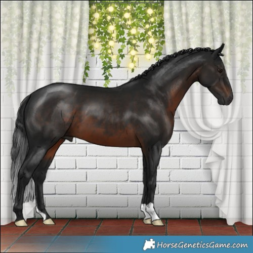 Horse Color:Gray Brown Mushroom 