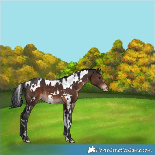 Horse Color:White Spotted Brown Appaloosa 