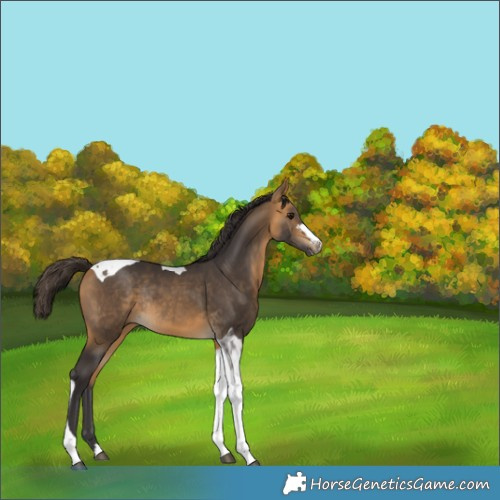 Horse Color:Buckskin Tobiano Rabicano 