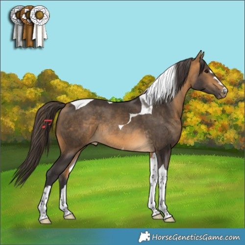 Horse Color:Buckskin Tobiano Rabicano 