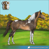 Horse Color:Buckskin Tobiano Rabicano