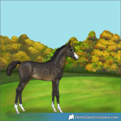 Horse Color:Buckskin Rabicano 