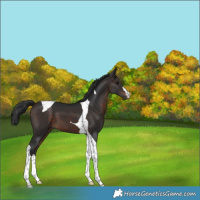Horse Color:Brown Tobiano 