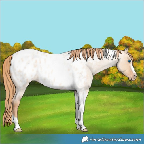 Horse Color:Gold Champagne Roan Dun Splash Tobiano Frame Appaloosa Rabicano 