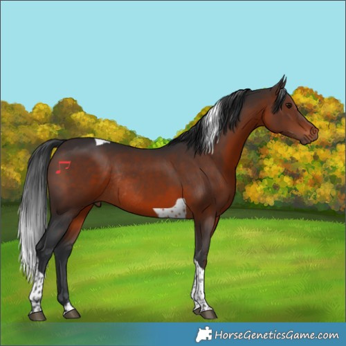 Horse Color:Brown Tobiano Rabicano