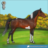 Horse Color:Brown Tobiano Rabicano 