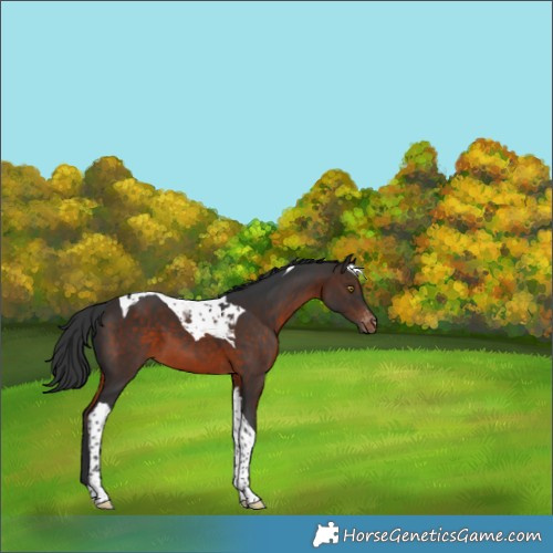 Horse Color:Brown Tobiano Appaloosa