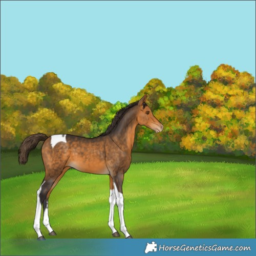 Horse Color:Buckskin Tobiano Varnish 