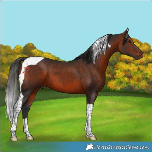 Horse Color:Bay Tobiano