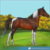Horse Color:Bay Tobiano 