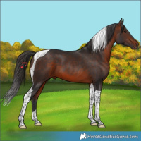 Horse Color:Bay Tobiano 